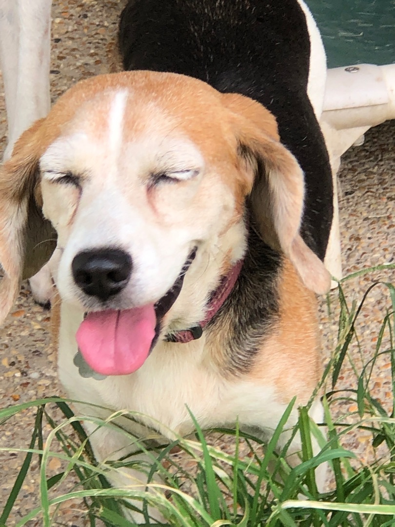 Dixie, an adoptable Beagle in Prairieville, LA, 70810 | Photo Image 2
