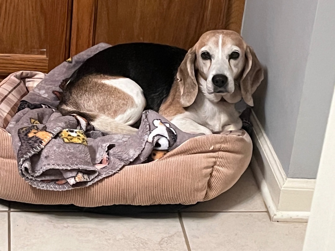 Dixie, an adoptable Beagle in Prairieville, LA, 70810 | Photo Image 3