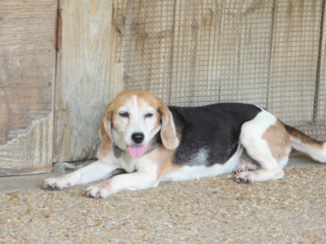 Dixie, an adoptable Beagle in Prairieville, LA, 70810 | Photo Image 4