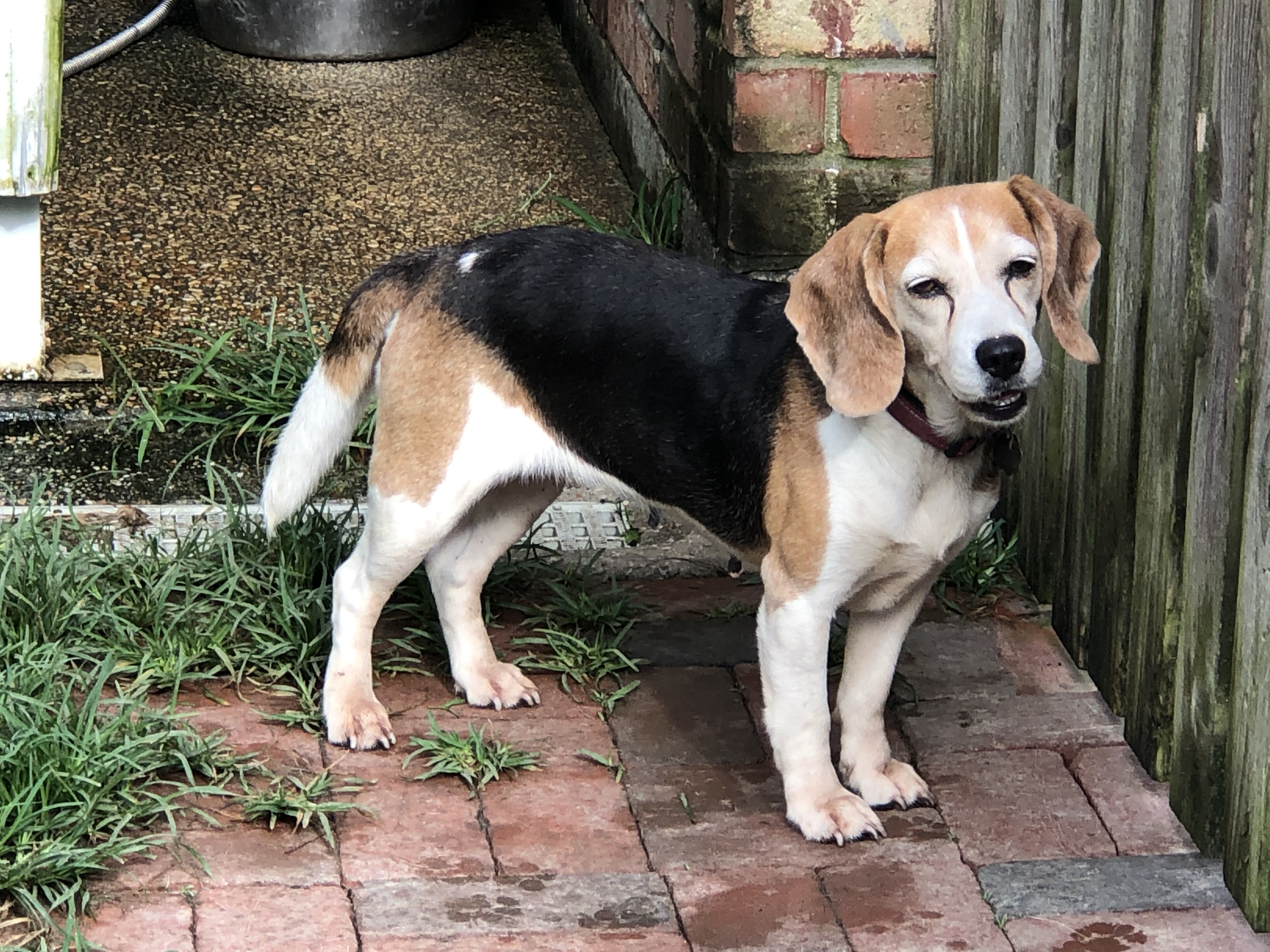 Dixie, an adoptable Beagle in Prairieville, LA, 70810 | Photo Image 4