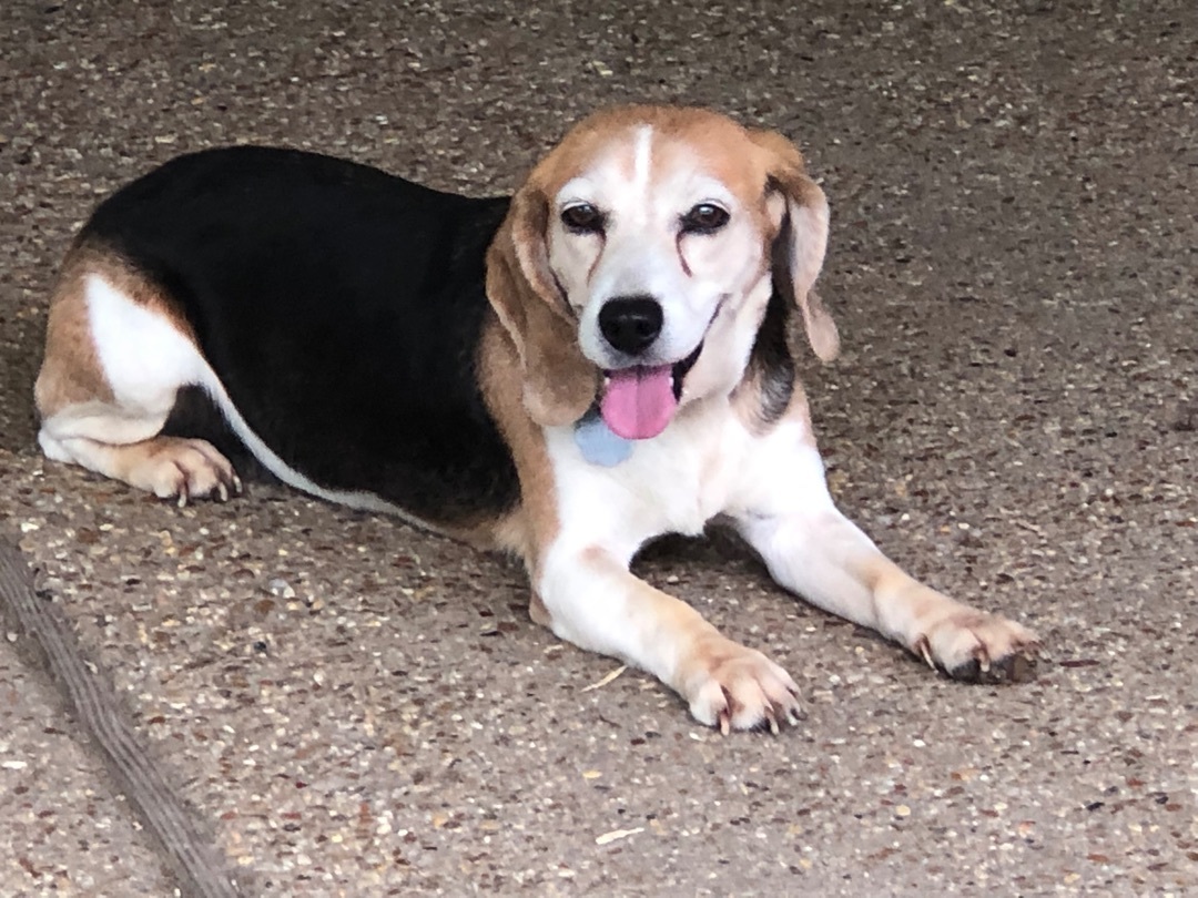 Dixie, an adoptable Beagle in Prairieville, LA, 70769 | Photo Image 1