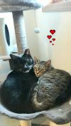 Captain Jack and Lily (Bonded Pair)