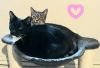 Captain Jack and Lily (Bonded Pair)