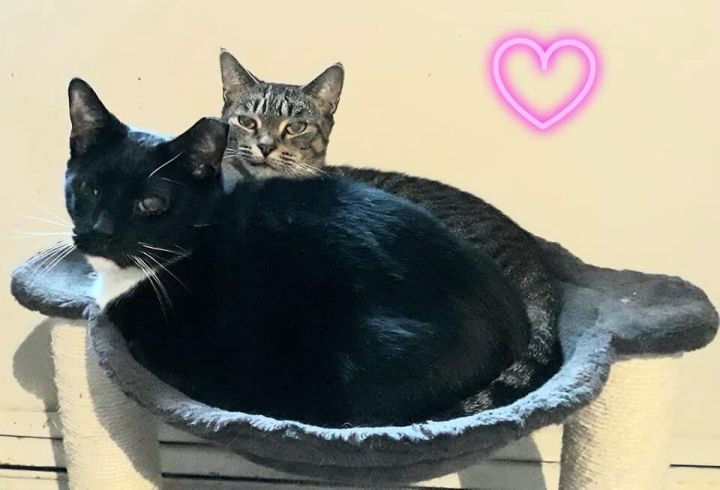 Captain Jack and Lily (Bonded Pair), an adopted American Shorthair in Wantagh, NY_image-3