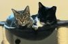 Captain Jack and Lily (Bonded Pair)