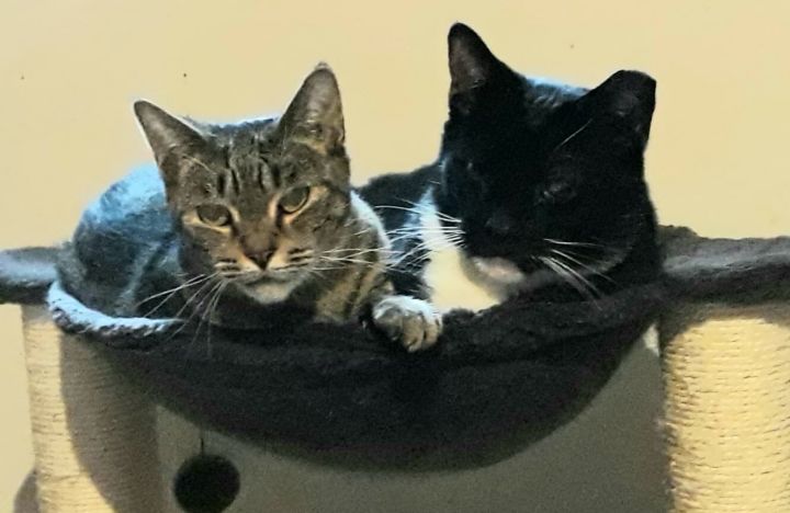 Captain Jack and Lily (Bonded Pair) 4