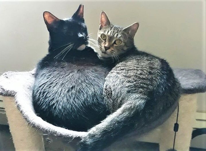 Captain Jack and Lily (Bonded Pair), an adopted American Shorthair in Wantagh, NY_image-1