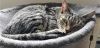 Captain Jack and Lily (Bonded Pair)