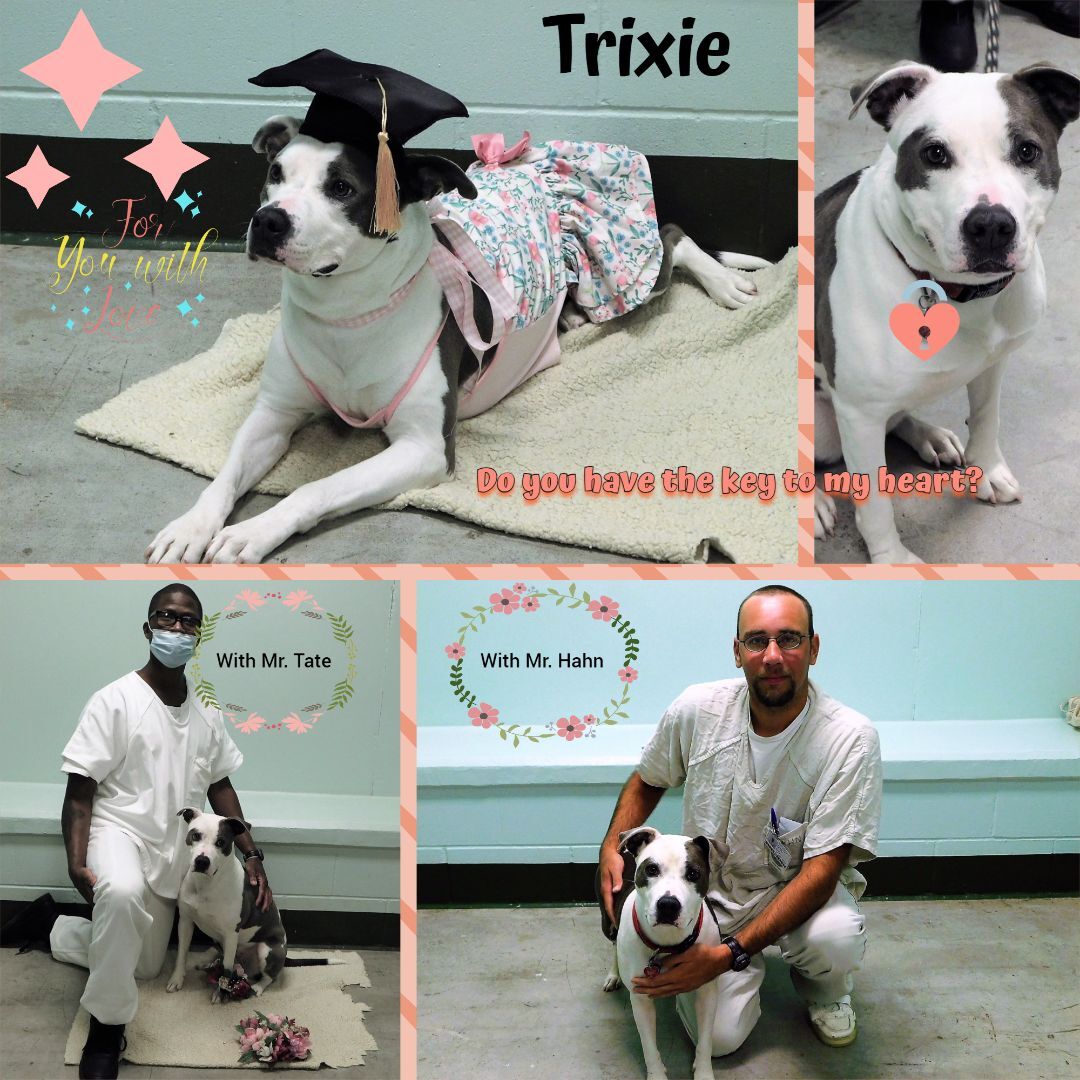 Trixie, an adoptable Pit Bull Terrier, Mixed Breed in Milledgeville, GA, 31061 | Photo Image 2