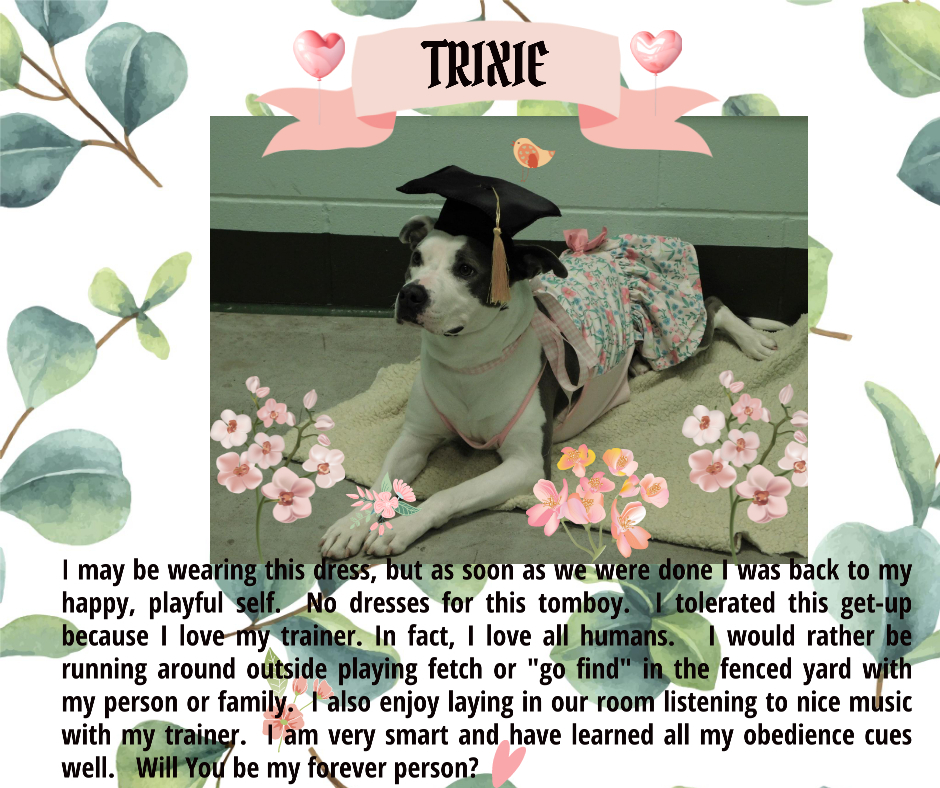 Trixie, an adoptable Pit Bull Terrier, Mixed Breed in Milledgeville, GA, 31061 | Photo Image 3