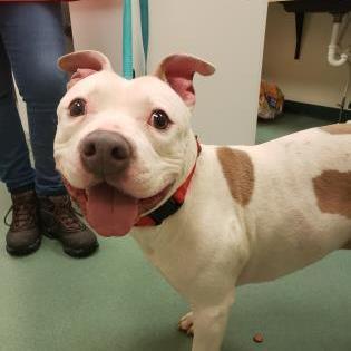 Little Joe, an adoptable Terrier in Williamsport, PA, 17701 | Photo Image 1