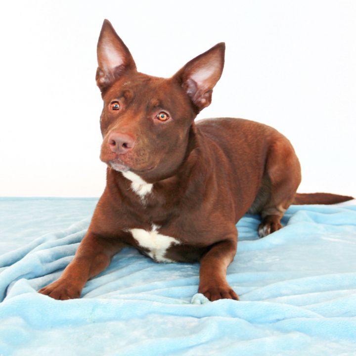 Val, an adopted Pit Bull Terrier Mix in Clovis, CA_image-1