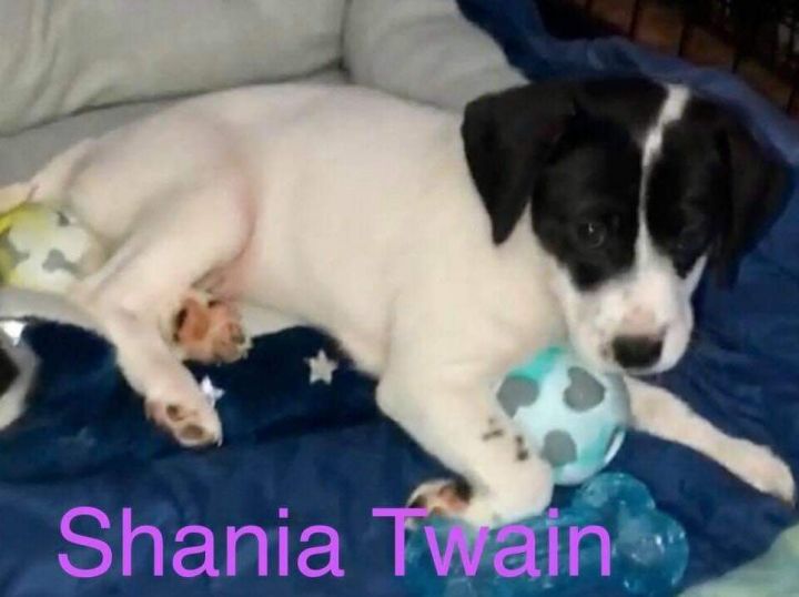 Shania Twain 1