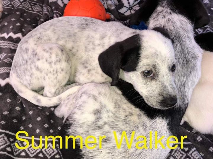 Summer Walker 1