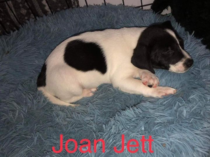 Joan Jett 1