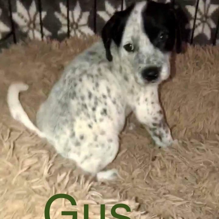 Gus 1