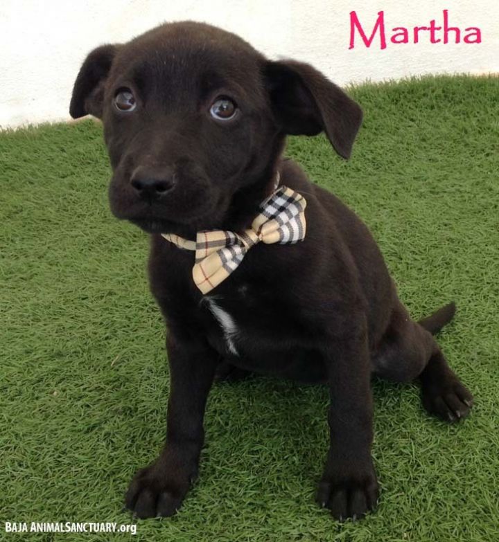 Martha 1