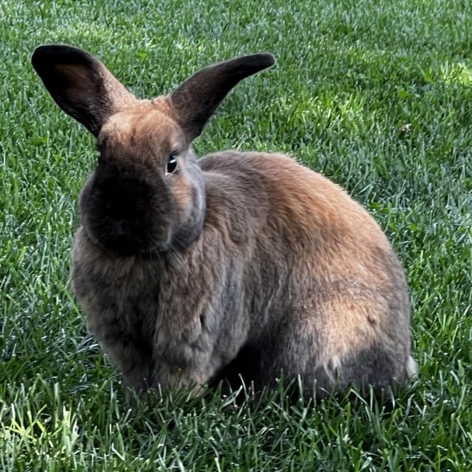 Penny