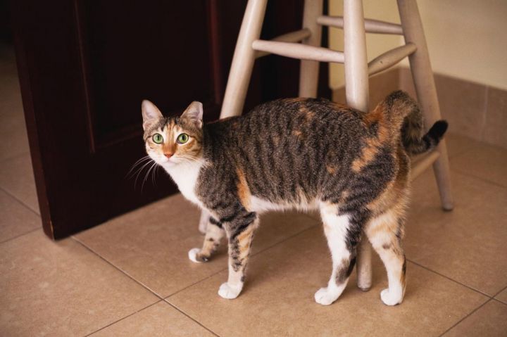 Bambi, an adopted Egyptian Mau & Tabby Mix in Pleasanton, CA_image-1