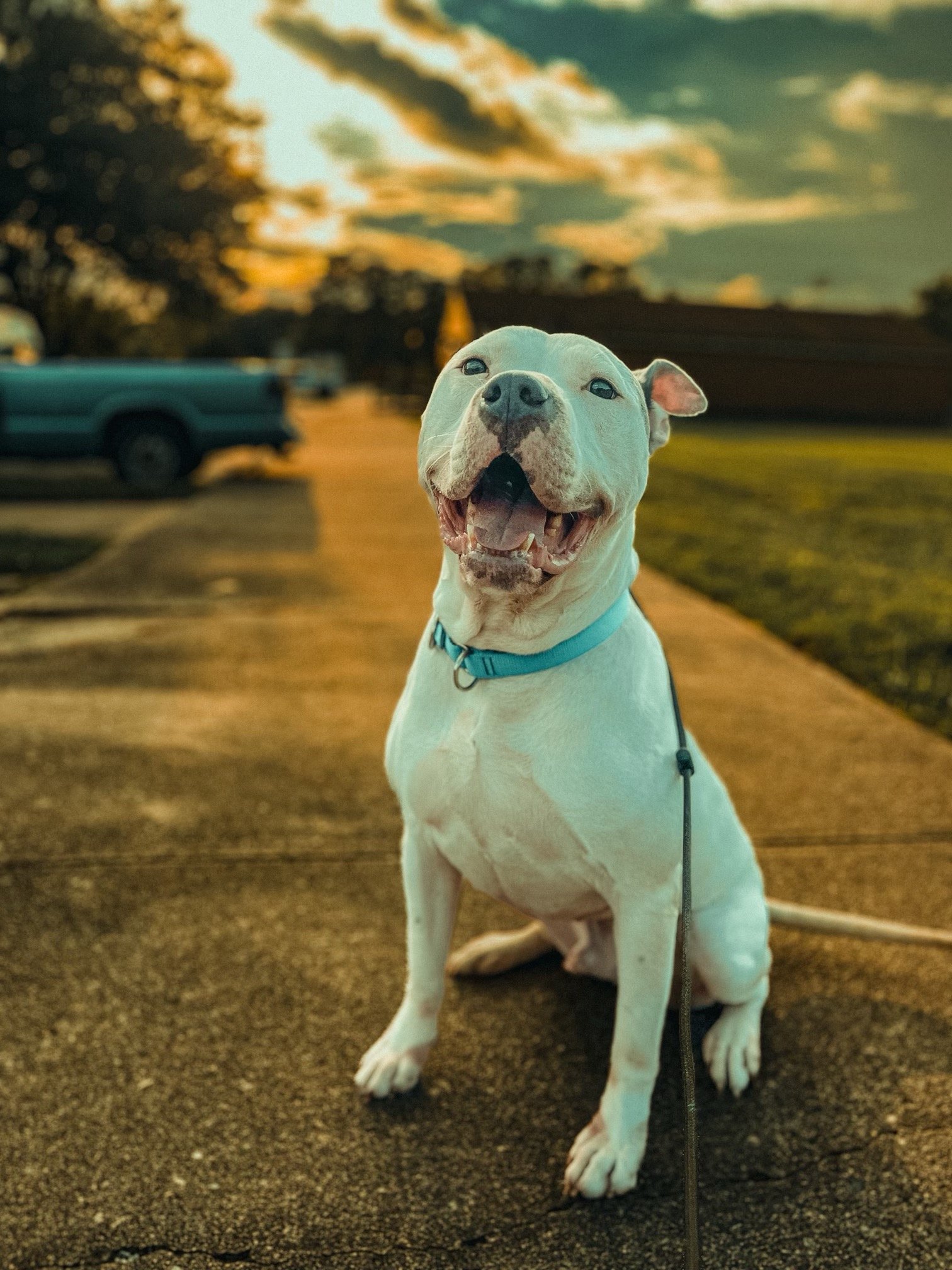 Rex, an adoptable American Bulldog, Pit Bull Terrier in Woodbridge, CT, 06525 | Photo Image 2