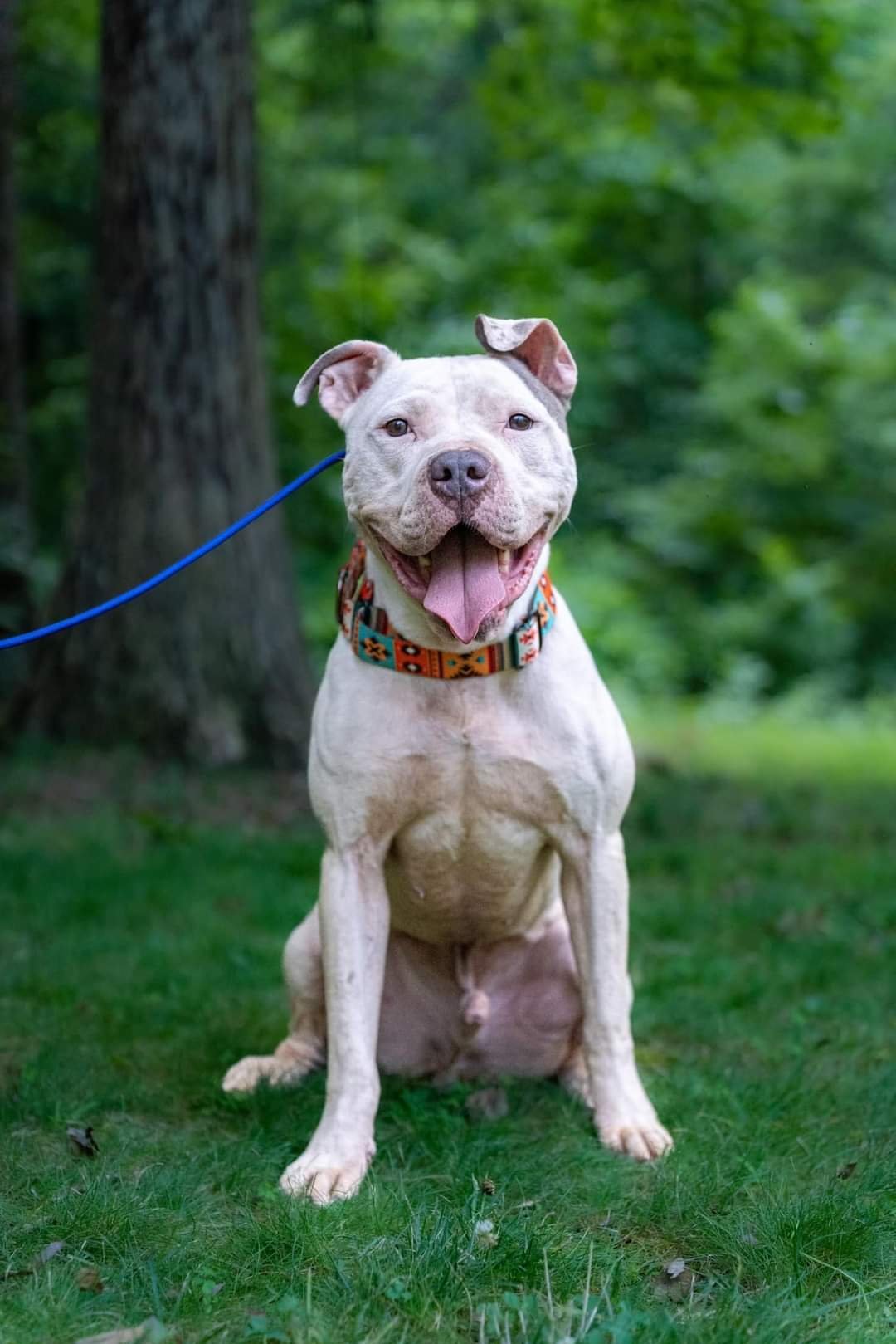 Rex, an adoptable American Bulldog, Pit Bull Terrier in Woodbridge, CT, 06525 | Photo Image 3