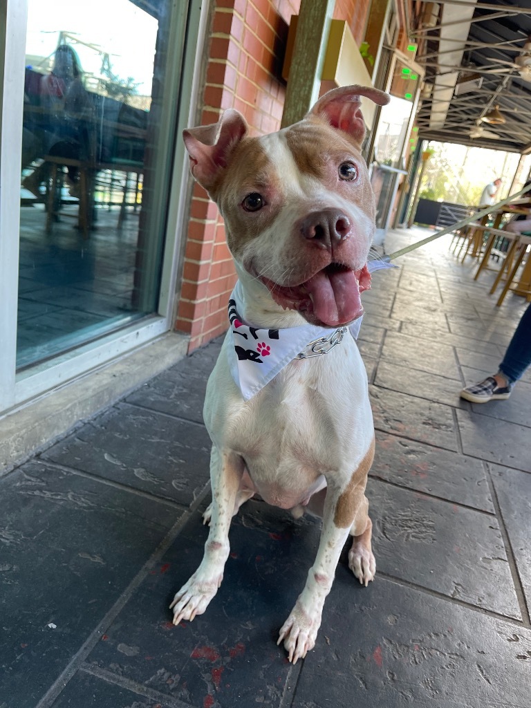 Daisy, an adoptable Staffordshire Bull Terrier, Boxer in Raleigh, NC, 27603 | Photo Image 1