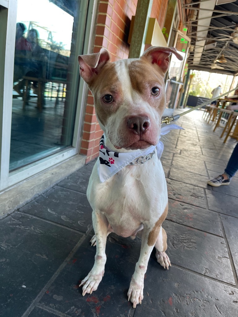 Daisy, an adoptable Staffordshire Bull Terrier, Boxer in Raleigh, NC, 27603 | Photo Image 2