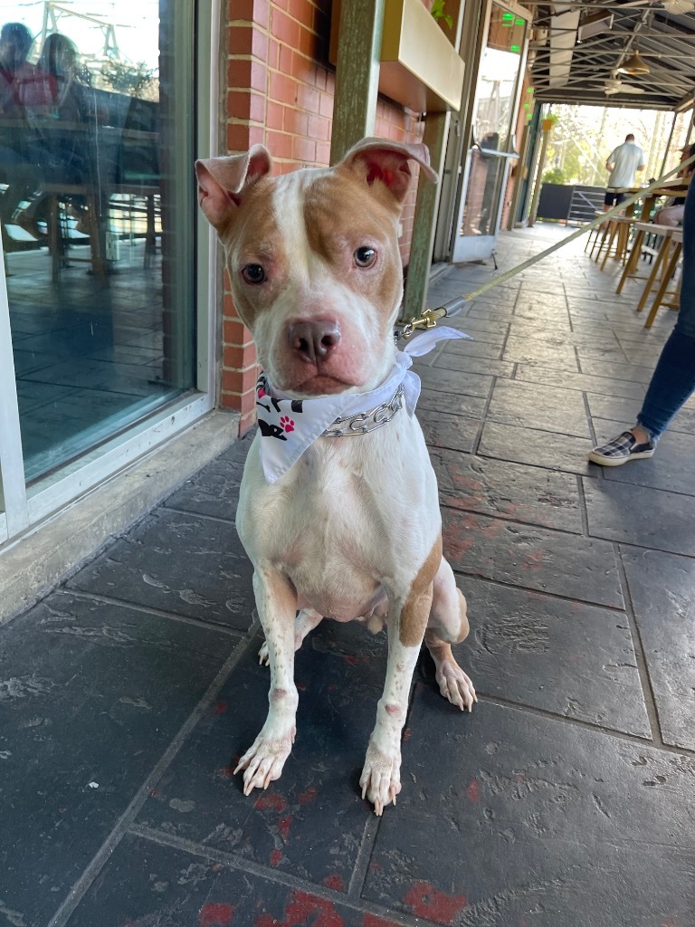 Daisy, an adoptable Staffordshire Bull Terrier, Boxer in Raleigh, NC, 27603 | Photo Image 3