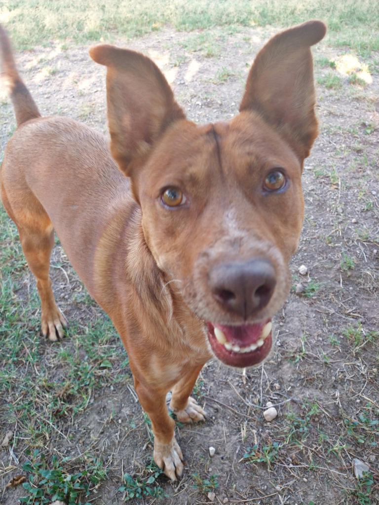 Josh, an adoptable Shepherd in Tucson, AZ, 85705 | Photo Image 1