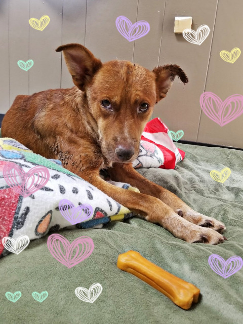 Josh, an adoptable Shepherd in Tucson, AZ, 85705 | Photo Image 2