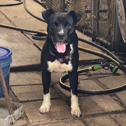 Mako, an adoptable Pit Bull Terrier in Jacksonville, FL, 32226 | Photo Image 2