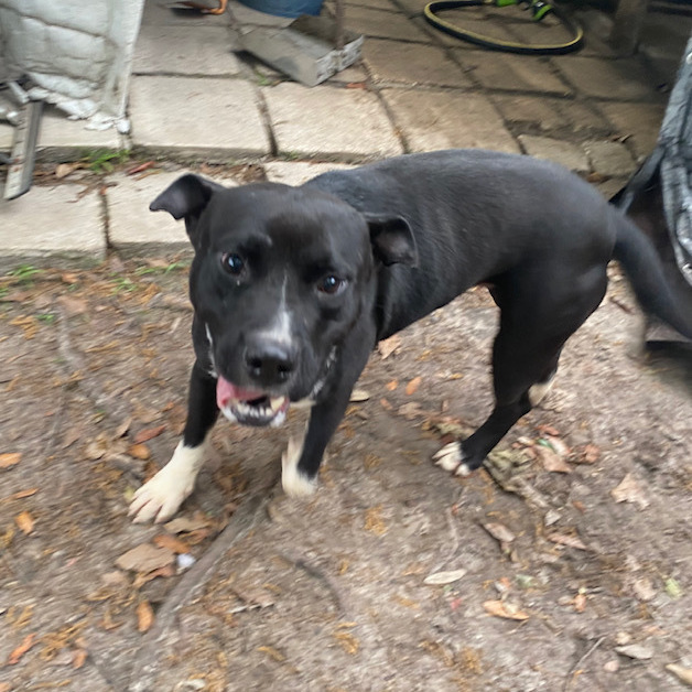 Mako, an adoptable Pit Bull Terrier in Jacksonville, FL, 32226 | Photo Image 4