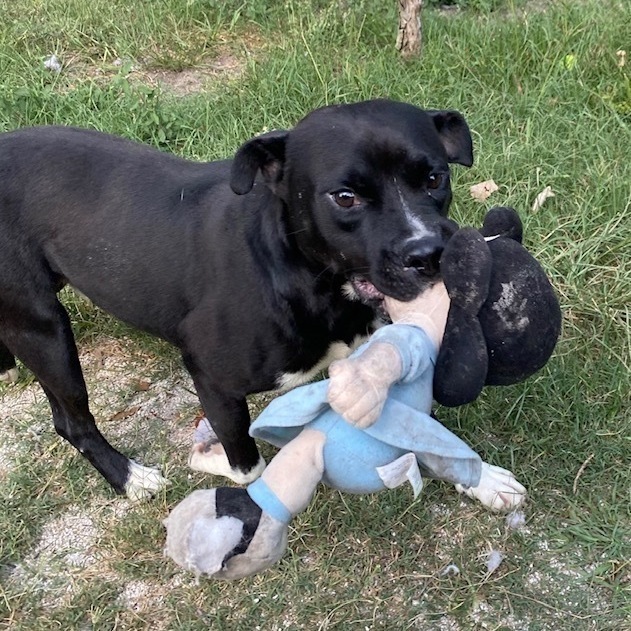 Mako, an adoptable Pit Bull Terrier in Jacksonville, FL, 32226 | Photo Image 1