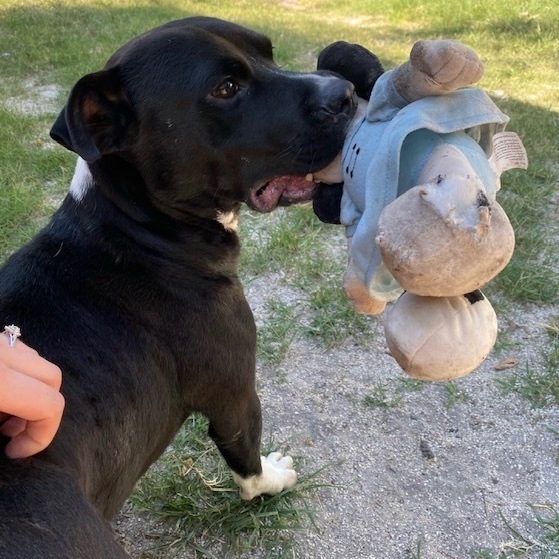 Mako, an adoptable Pit Bull Terrier in Jacksonville, FL, 32226 | Photo Image 5