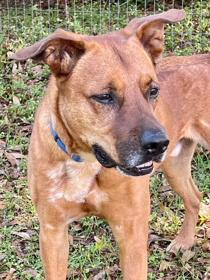 SANDY, an adoptable Black Mouth Cur in Palm City, FL, 34990 | Photo Image 1