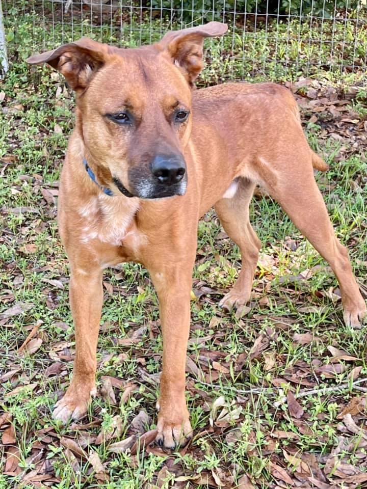 SANDY, an adoptable Black Mouth Cur in Palm City, FL, 34990 | Photo Image 2
