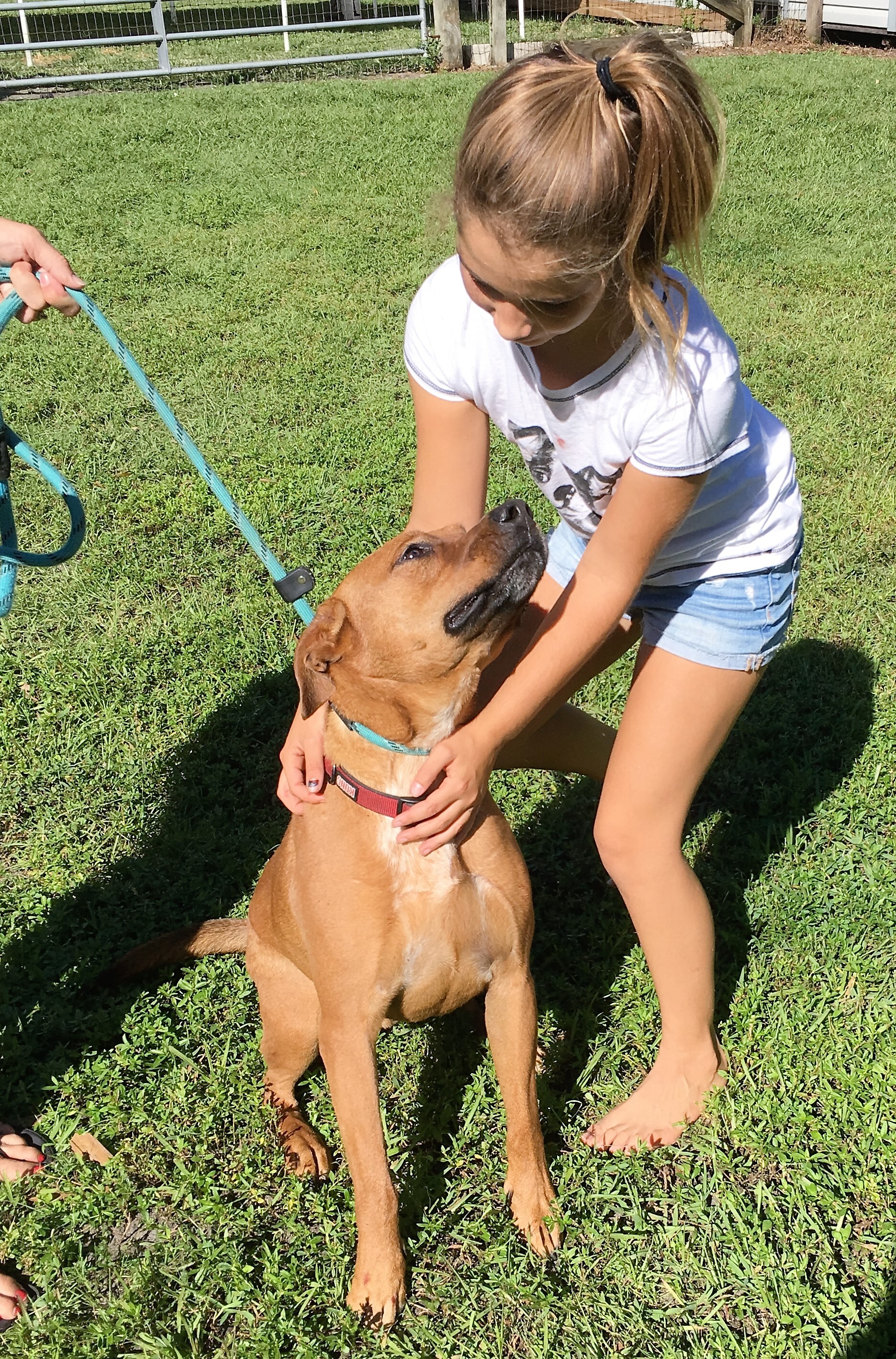 SANDY, an adoptable Black Mouth Cur in Palm City, FL, 34990 | Photo Image 4