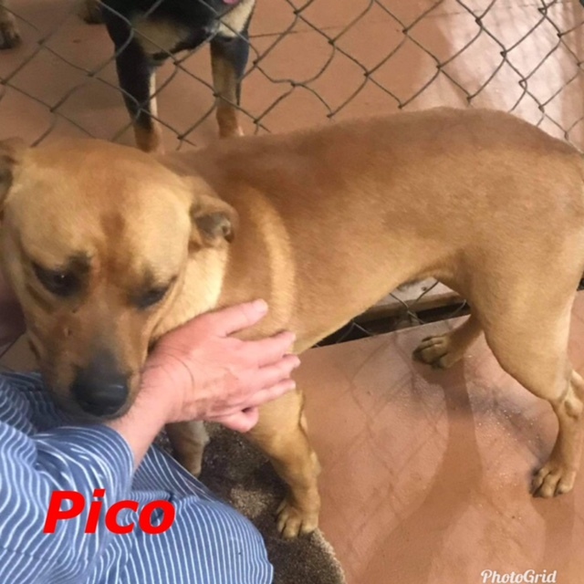 Pico, an adoptable American Bully in Zimmerman, MN, 55398 | Photo Image 2