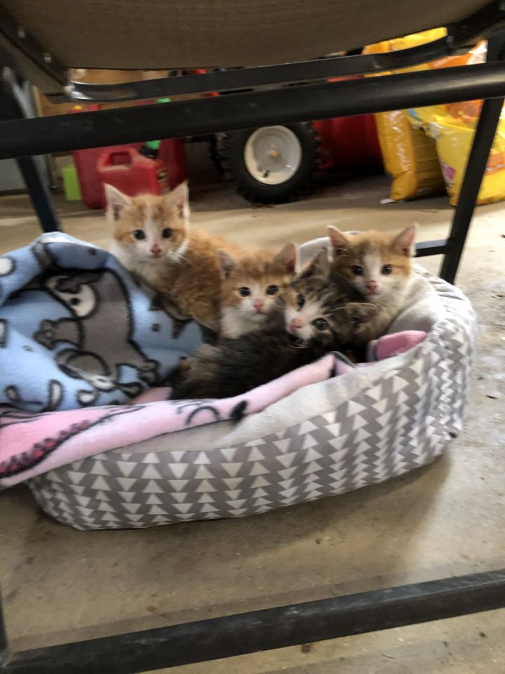 Kittens! 1