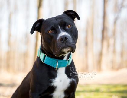 Alfie, an adopted Pit Bull Terrier Mix in Reisterstown, MD_image-2