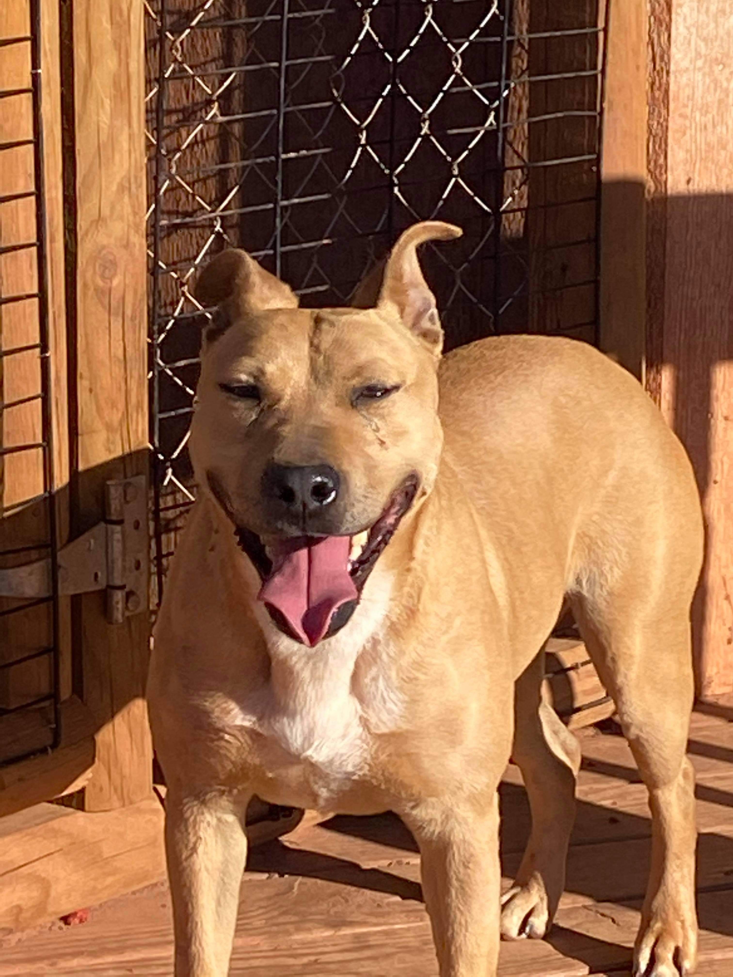 american dingo pitbull mix