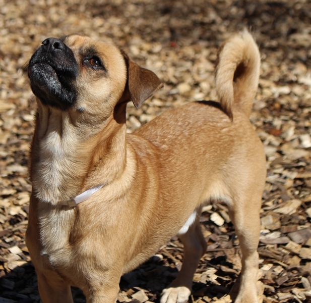 Zeus, an adopted Puggle in Columbia, MD_image-2