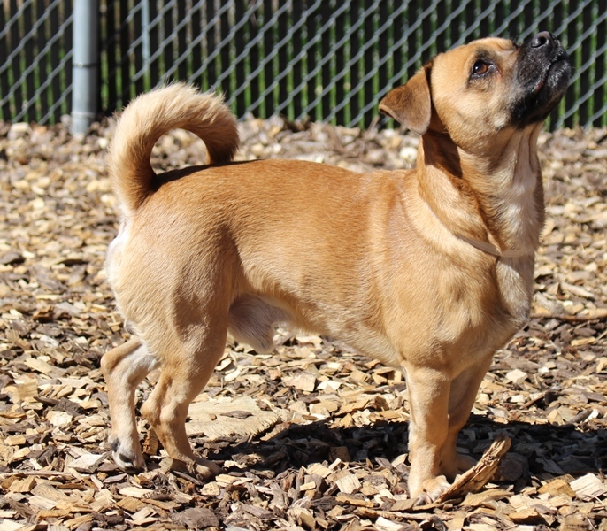Zeus, an adopted Puggle in Columbia, MD_image-3
