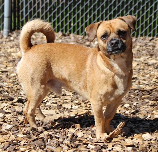Zeus, an adopted Puggle in Columbia, MD_image-4