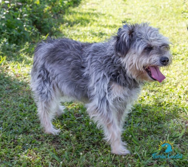 Dog for adoption - Diamond, a Schnauzer Mix in Cape Coral, FL | Petfinder