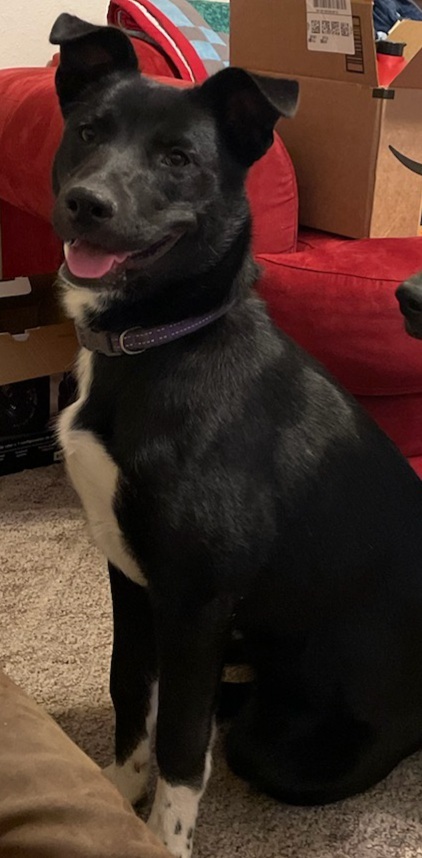 Josie, an adoptable Husky, Black Labrador Retriever in Winchester, IL, 62694 | Photo Image 1