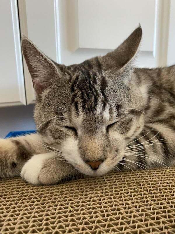 Oliver, an adoptable Domestic Short Hair in Ocala, FL, 34475 | Photo Image 1