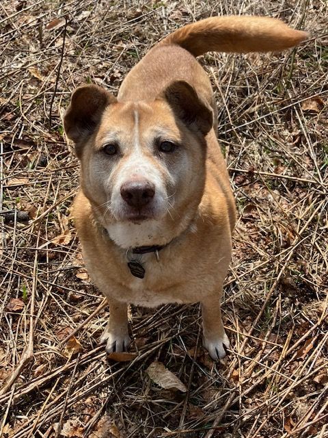 Karma, an adoptable Husky, Australian Cattle Dog / Blue Heeler in Chelsea, VT, 05038 | Photo Image 2