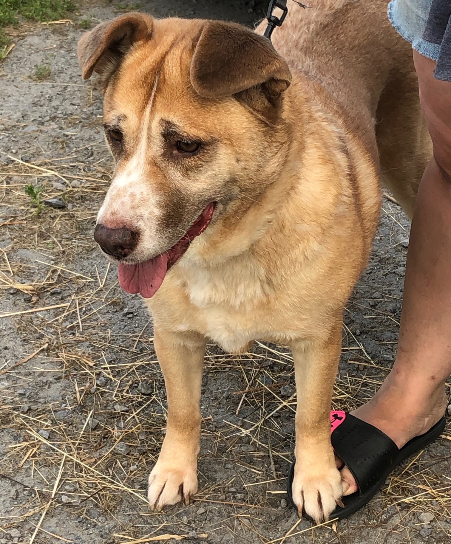 Karma, an adoptable Husky, Australian Cattle Dog / Blue Heeler in Chelsea, VT, 05038 | Photo Image 4