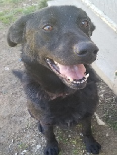 Riddick, an adoptable Shepherd in Philippi, WV, 26416 | Photo Image 2